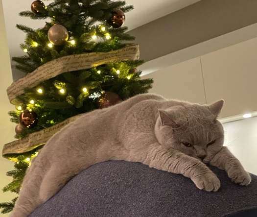 grey cat back.jpg
