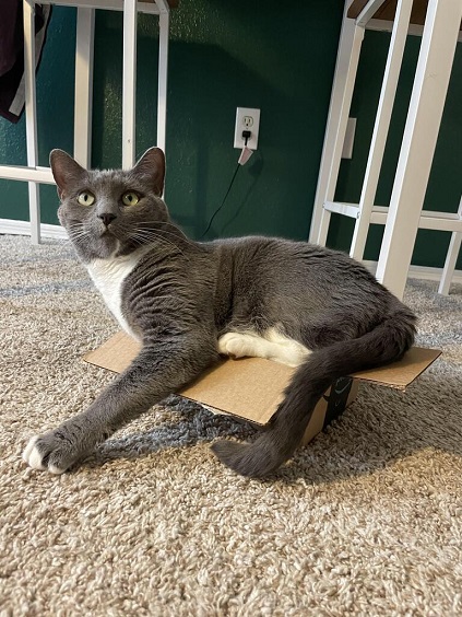 grey cat box.jpg