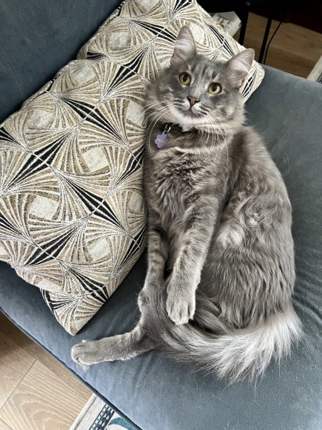 grey cat chair.jpg