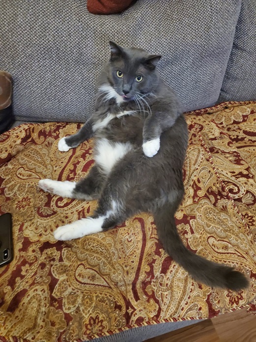grey cat chair.jpg