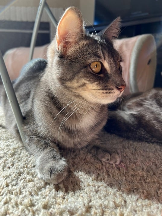 grey cat close.jpg