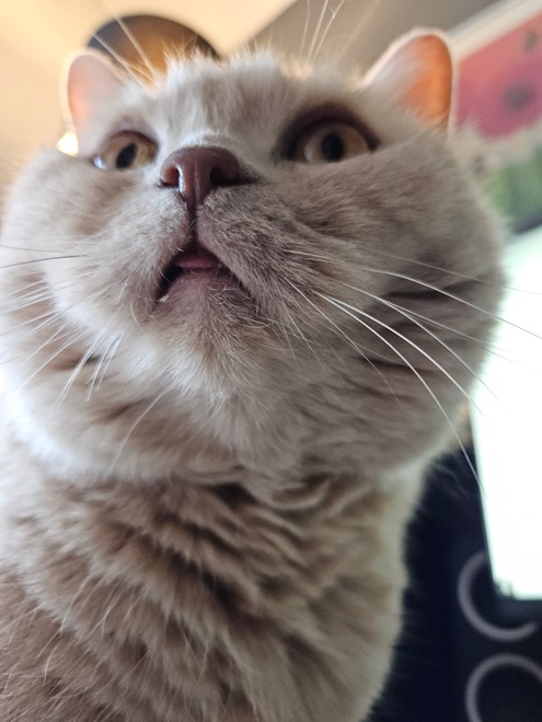 grey cat close.jpg