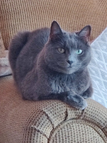 grey cat couch.jpg