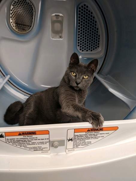 grey cat dryer.jpg