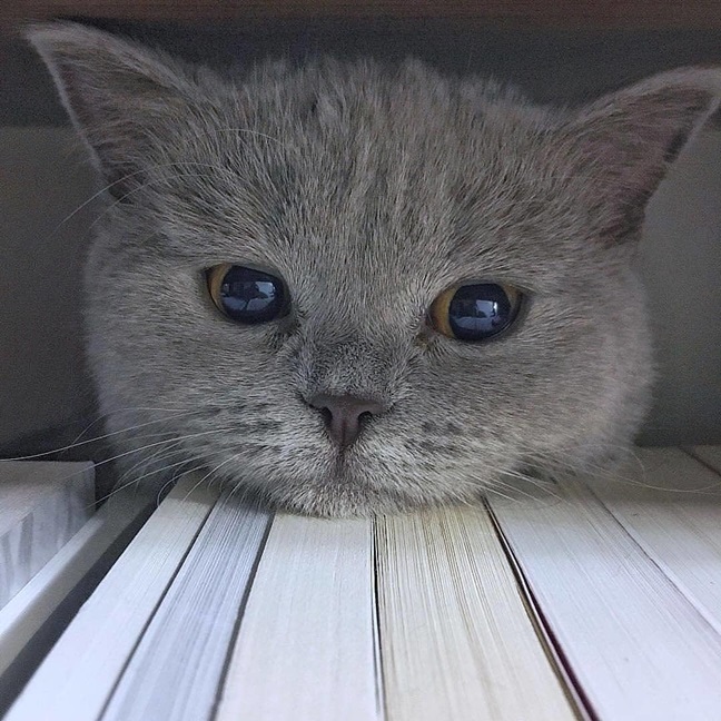 grey cat face.jpg