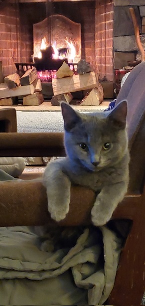 grey cat fire.jpg