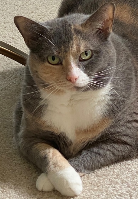 grey cat floor.jpg