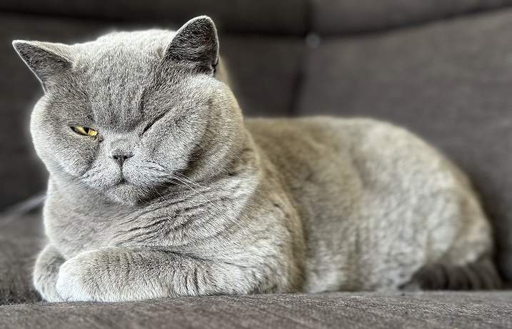 grey cat.jpg