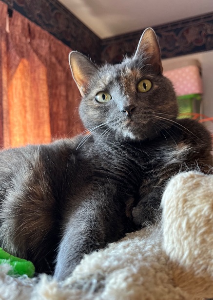 grey cat.jpg