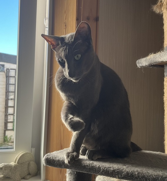 grey cat.jpg