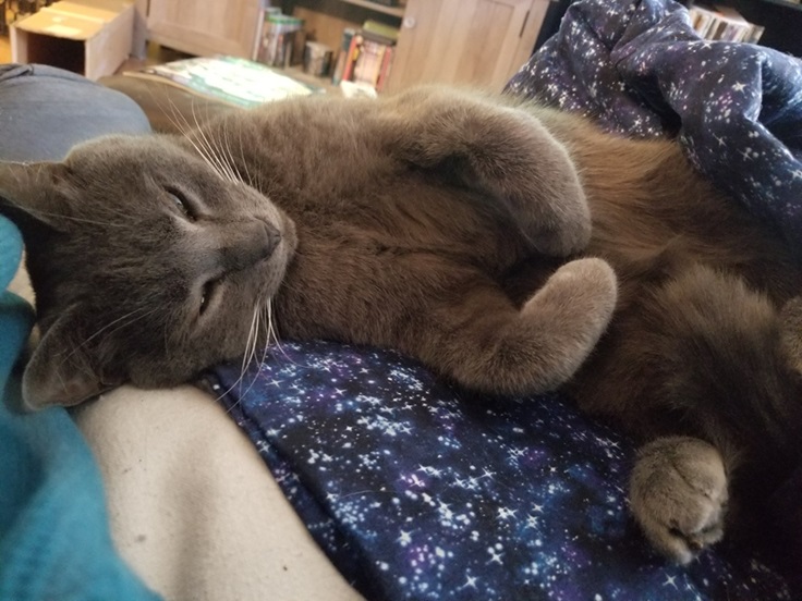 grey cat.jpg
