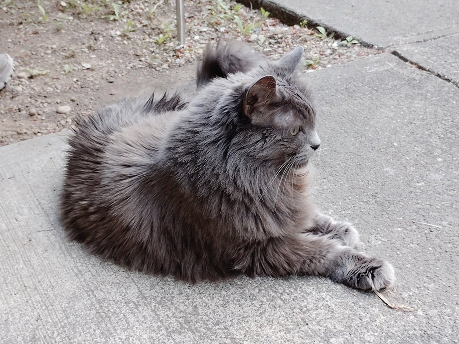 grey cat.jpg