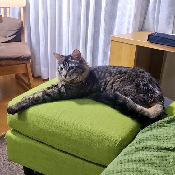 grey cat ottoman.jpg
