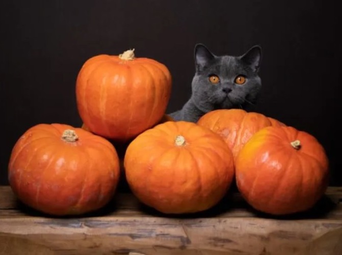 grey cat punkins.jpg