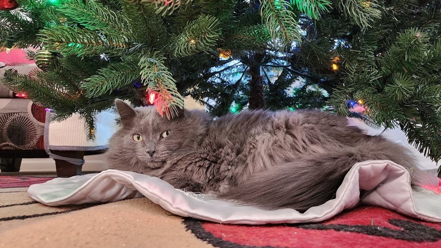 grey cat tree.jpg
