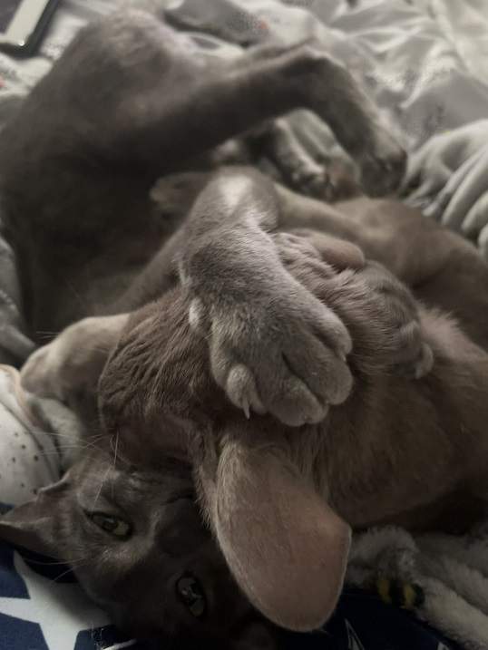 grey cats hug.jpg