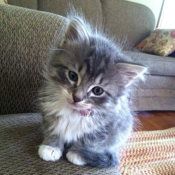 grey kitten.jpg