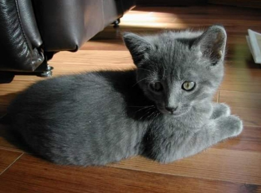 grey kitten.jpg