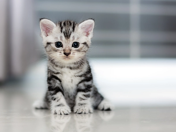 grey kitten.png
