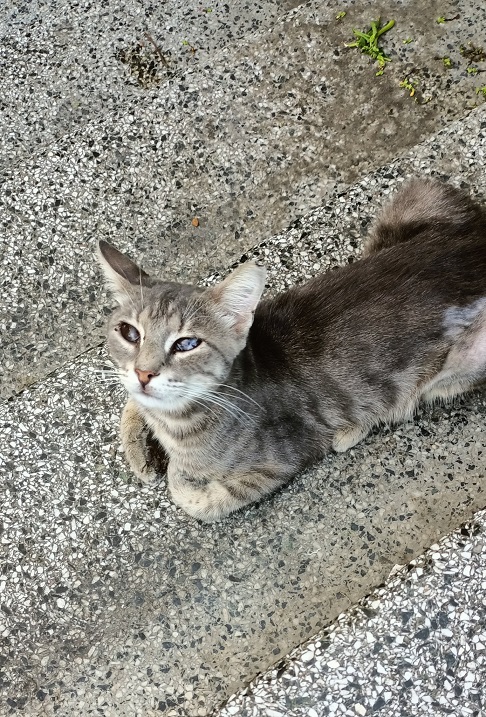 grey tabby.jpg