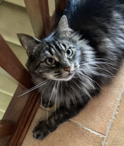 grey tabby up.jpg