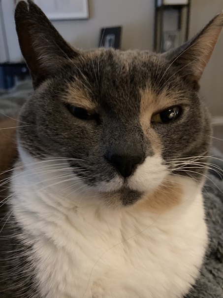 grey wht cat.jpg