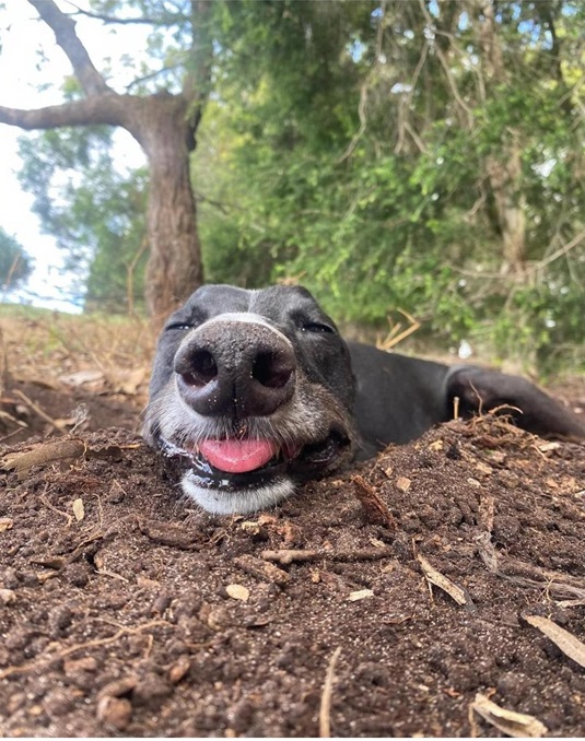greyhound.jpg