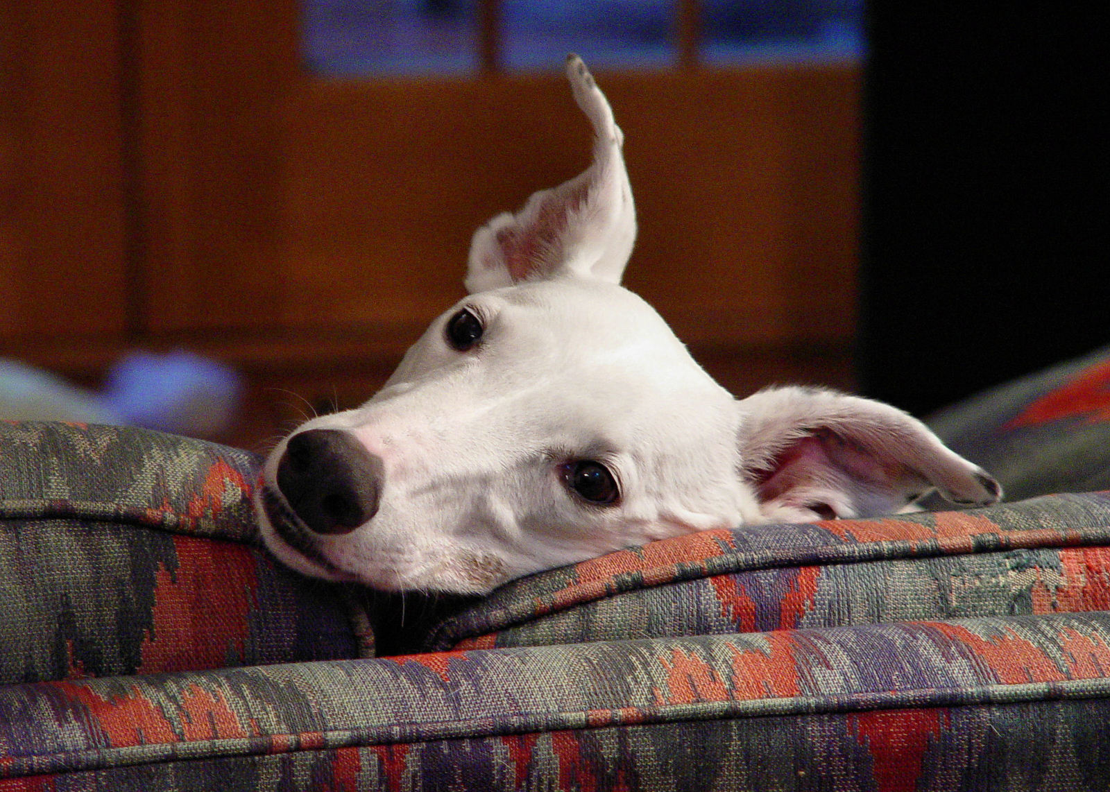 Greyhound_puppy_white.jpg