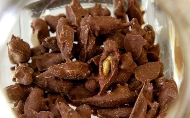 Grillos-chocolate.jpg