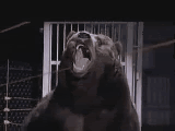 GrizzlyRoar1.gif