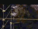 GrizzlyRoar2.gif