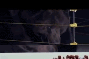 GrizzlyWalk1.gif