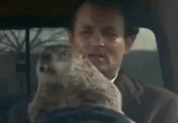 groundhog%2Bday.gif