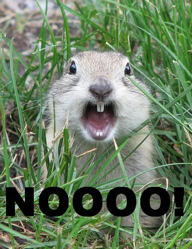 groundhog.jpg