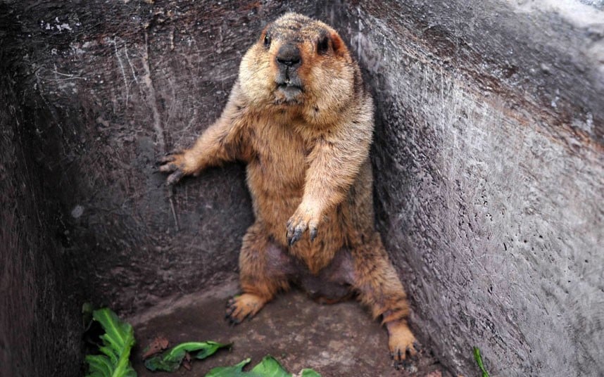 groundhog-trap_2190332k.jpg