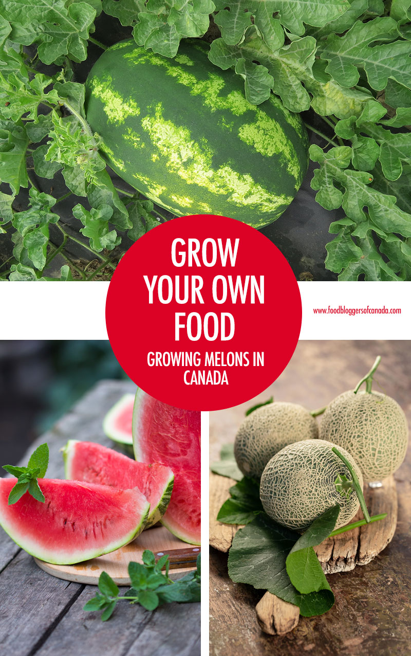 Growing-Melons-in-Canada.jpg