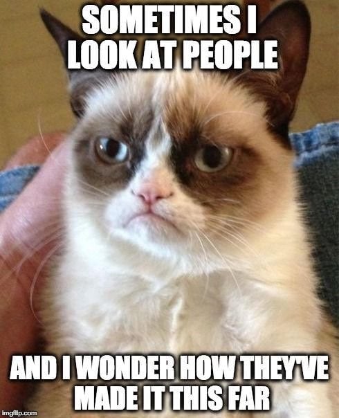 grump cat.jpg