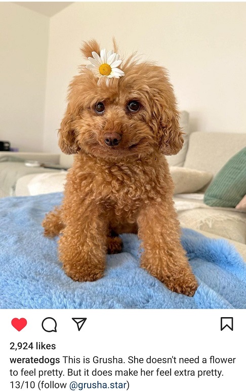 grusha dog.jpg
