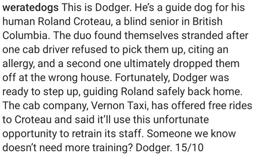 guide dog 2.jpg