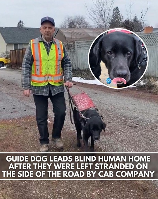 guide dog.jpg