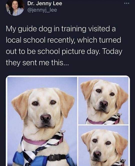 guide dog pics.jpg