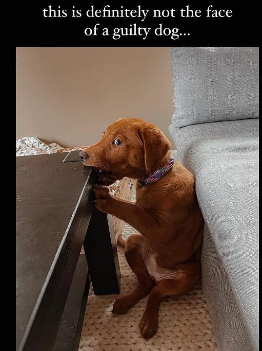guilty dog.jpg