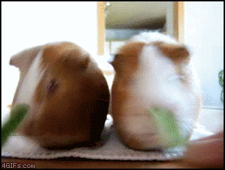 guinea_pigs_nomrace.gif