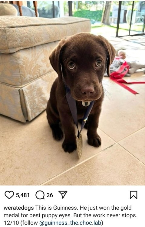 guinness dog.jpg