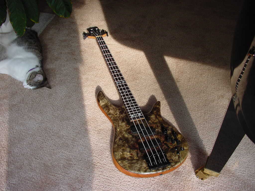 GuitarsFamilyKittyKatMeer054.jpg