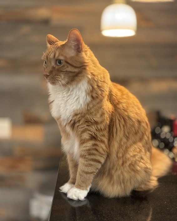 gus cat.jpg