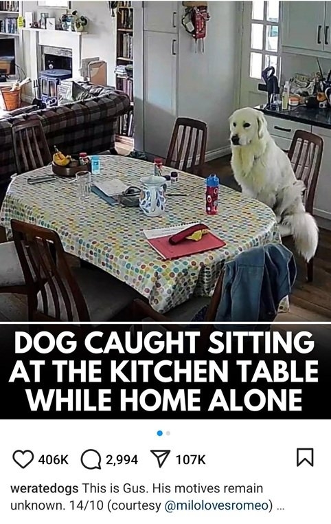 gus dog.jpg