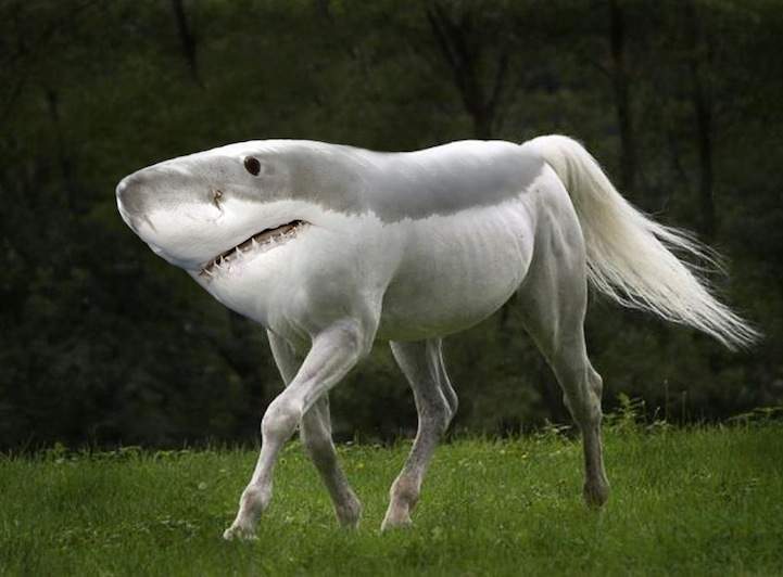 gyypweirdanimals7.jpg