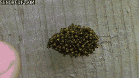h3CE7A71C.gif