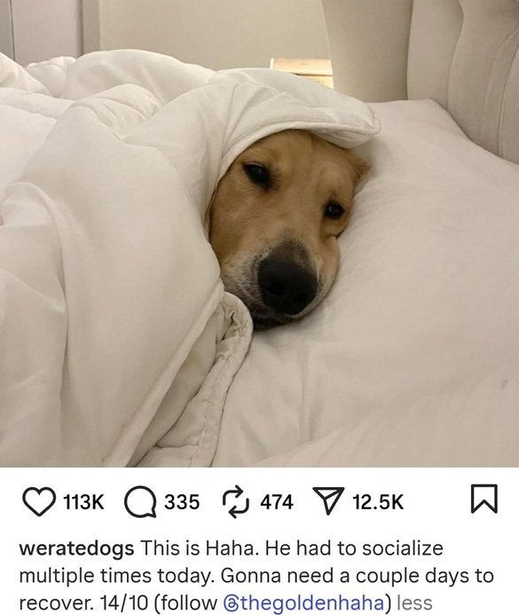 haha dog.jpg